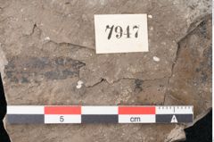 Foto (Detailansicht) von Taxodium distichum miocenicum Heer (NHMW-GEO-2024-0188-7947)